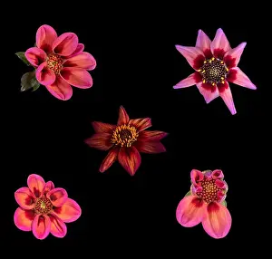 Dahlia Prints: Fine art still life floral macro of a collection of red isolated single blooming dahlia blossoms with green leaves