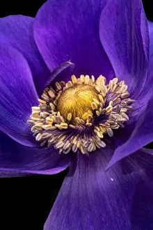 Fine art still life floral macro of the inner of a single isolated wide open blue violet anemone blossom with detailed