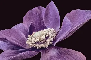 Fine art still life floral macro of the inner of a single isolated wide open red violet anemone blossom with detailed