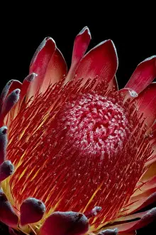 Fire Plant Prints: Fine art still life floral macro of a the inner of a single isolated yellow red glowing protea blossom