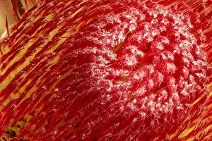 Fire Plant Prints: Fine art still life floral macro of a the inner of a single isolated yellow red glowing protea blossom