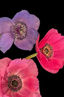 Pistil Prints: Fine art still life floral macro of an isolated trio of wide open bright colored red violet anemone blossoms with green