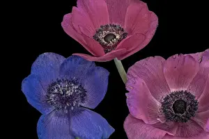 Pistil Prints: Fine art still life floral macro of an isolated trio of wide open pastel colored pink blue anemone blossoms with green
