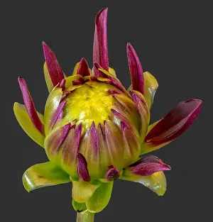 Dahlia Prints: Fine art still life floral macro of a purple yellow green isolated single young unfolding dahlia blossom with green