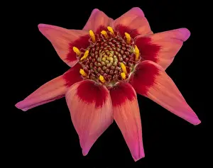 Dahlia Prints: Fine art still life floral macro of a red isolated single wide open blooming dahlia blossom on black background