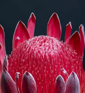 Fire Plant Prints: Fine art still life floral macro of a single isolated red glowing protea blossom