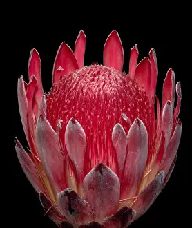Fire Plant Prints: Fine art still life floral macro of a single isolated red glowing protea blossom