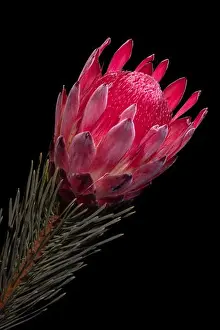 Fire Plant Prints: Fine art still life floral macro of a single isolated red glowing protea blossom with stem and needles