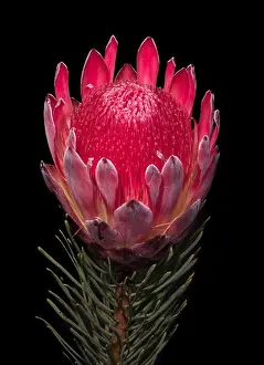 Fire Plant Prints: Fine art still life floral macro of a single isolated red glowing protea blossom with stem and needles