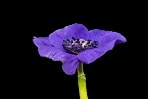 Pistil Prints: Fine art still life floral macro of a single isolated wide open blue anemone blossom with detailed texture
