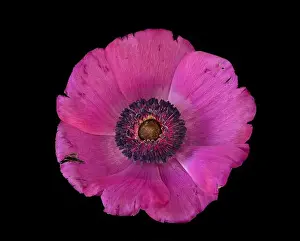 Pistil Prints: Fine art still life floral macro of a single isolated wide open bright pink anemone blossom with detailed texture