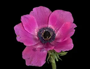 Pistil Prints: Fine art still life floral macro of a single isolated wide open bright pink anemone blossom with green stem