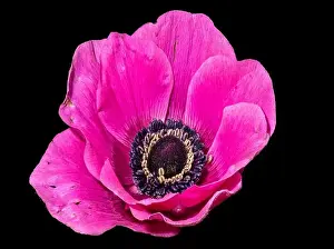 Pistil Prints: Fine art still life floral macro of a single isolated wide open pink anemone blossom with detailed texture on black
