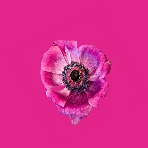 Pistil Prints: Fine art still life floral macro of a single isolated wide open red pink anemone blossom with detailed texture on pink