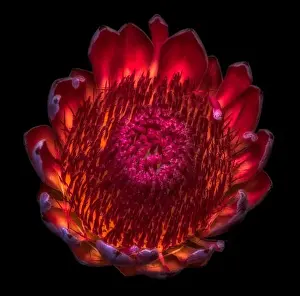 Fire Plant Prints: Fine art still life floral macro of a single isolated yellow red glowing protea blossom