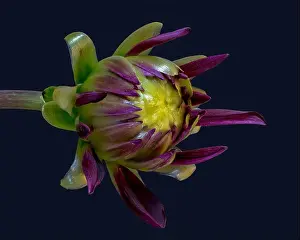 Dahlia Prints: Fine art still life floral macro of a violet yellow green isolated single young unfolding dahlia blossom with green