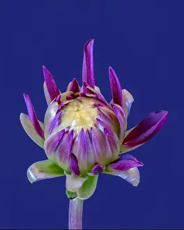 Dahlia Prints: Fine art still life floral macro of a violet yellow green isolated single young unfolding dahlia blossom with green