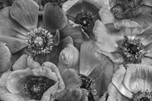 Pistil Prints: Fine art still life floral monochrome macro of a bouquet/ bunch/collage of wide open anemone blossoms with detailed