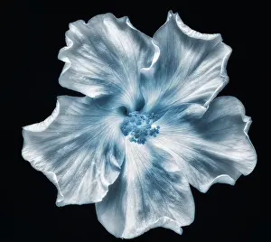Fine art still life floral monochrome macro flower photography of a single isolated blooming wide open blue hibiscus