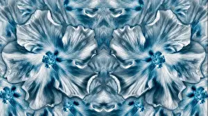 Fine art still life floral monochrome macro flower texture of blooming wide open blue hibiscus blossoms