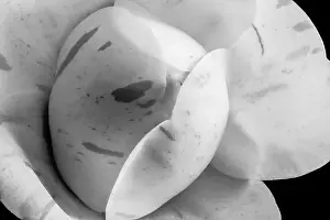 Camellia Prints: Fine art still life floral monochrome macro of the inner of a single isolated black