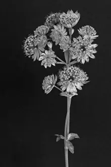 Astrantia Prints: Fine art still life floral monochrome macro of a single isolated flowering stem of astrantia blossoms on black paper