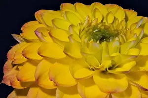 Dahlia Prints: Fine art still life floral outdoor color flower macro portrait of a single isolated open blooming yellow red green