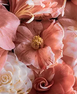 Fine art still life floral pastel color blossom macro of a collage bouquet of pink white yellow blooming camellia