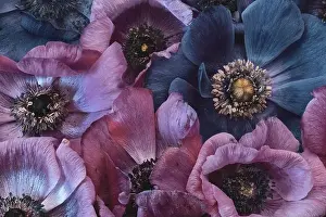 Fine art still life floral pastel color macro of a bouquet / bunch / collage of pink