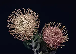 Pincushion Prints: Fine art still life floral pastel color macro of a pair of isolated red yellow pincushion protea blossoms with green