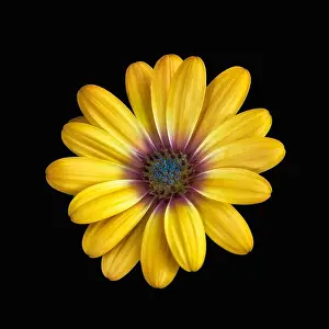 Aizoaceae Prints: Fine art still life flower bright colorful macro image of a wide open blooming yellow african cape daisy / marguerite