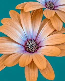 Fine art still life flower color macro image of isolated wide open orange magenta african cape daisy / marguerite