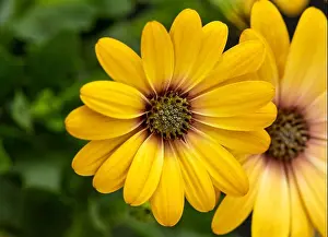 Aizoaceae Prints: Fine art still life flower color macro image of a wide open blooming yellow african cape daisy / marguerite blossom