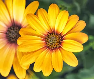 Aizoaceae Prints: Fine art still life flower color macro image of a wide open blooming yellow african cape daisy / marguerite blossom