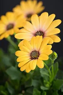 Aizoaceae Prints: Fine art still life flower color macro image of a wide open blooming yellow african cape daisy / marguerite blossom