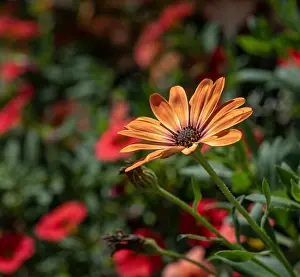 Aizoaceae Prints: Fine art still life flower color macro portrait of a wide open blooming orange cape daisy / marguerite blossom
