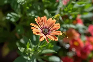 Aizoaceae Prints: Fine art still life flower color macro portrait of a wide open blooming orange cape daisy / marguerite blossom