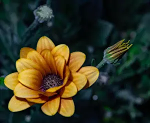 Fine art still life flower color vintage image of a wide open golden yellow african cape daisy / marguerite blossom