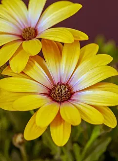 Fine art still life flower color vintage macro image of a wide open blooming yellow african cape daisy / marguerite