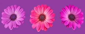 Fine art still life flower macro image of a set of three isolated wide open blooming pink violet red african/cape