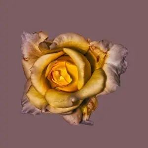 Surrealistic Prints: Fine art still life flower macro of a yellow pink rose blossom with detailed texture on blackberry colored background