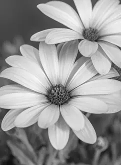 Aizoaceae Prints: Fine art still life flower monochrome macro image of wide open african cape daisy / marguerite blossoms on blurred