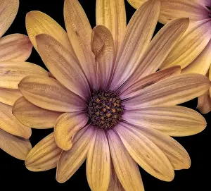 Fine art still life flower pastel color macro of a wide open golden yellow violet african cape daisy/marguerite blossom