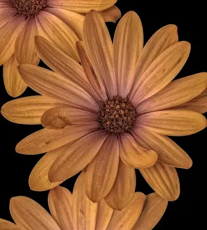 Aizoaceae Prints: Fine art still life flower pastel color macro of a wide open yellow african cape daisy/marguerite blossom on black