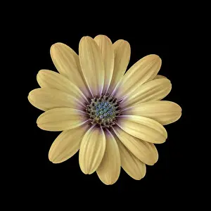 Fine art still life flower pastel colored macro image of a wide open blooming yellow african cape daisy / marguerite