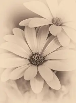 Aizoaceae Prints: Fine art still life flower vintage monochrome macro image of wide open african cape daisy / marguerite blossoms