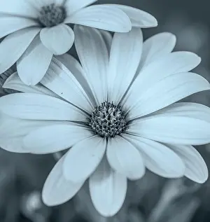 Aizoaceae Prints: Fine art still life flower vintage selen monochrome macro image of wide open african cape daisy / marguerite blossoms
