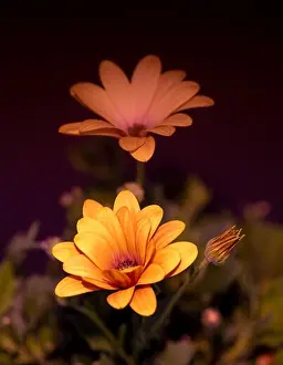 Aizoaceae Prints: Fine art still life flower warm color macro image of wide open yellow african cape daisy / marguerite blossoms with bud