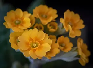 Fine art still life foral color macro of a bunch of wide open yellow orange primula blossoms on a stem with green