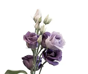 Fine art still life high key pastel color macro of a bunch of violet blue lisianthus / showy prairie gentian / texas